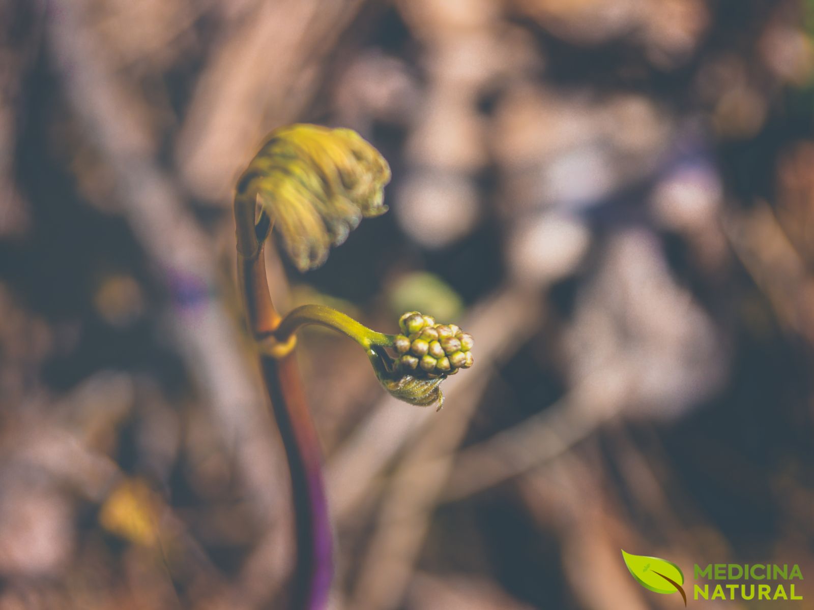 Caulophyllum thalictroides - Cohosh-Azul