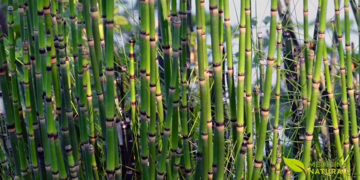 O crescimento vigoroso da cavalinha simboliza sua força e vitalidade, características que são transferidas para aqueles que consomem seu chá regularmente. Em jardins verticais, a cavalinha cria um efeito visual impressionante, além de purificar o ar e trazer um pedaço da natureza para perto de nós.