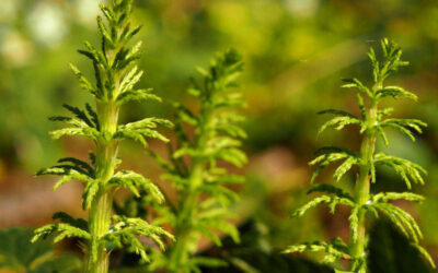 Cavalinha: saiba para que serve a planta