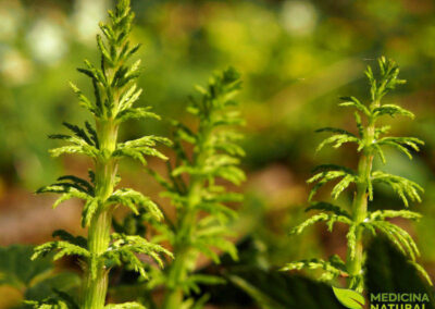 Cavalinha - Equisetum arvense