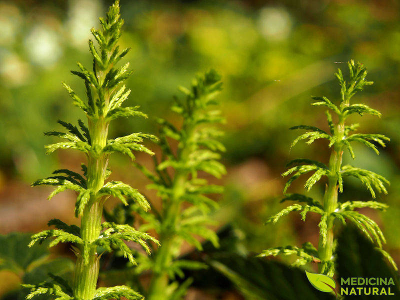 Cavalinha - Equisetum arvense