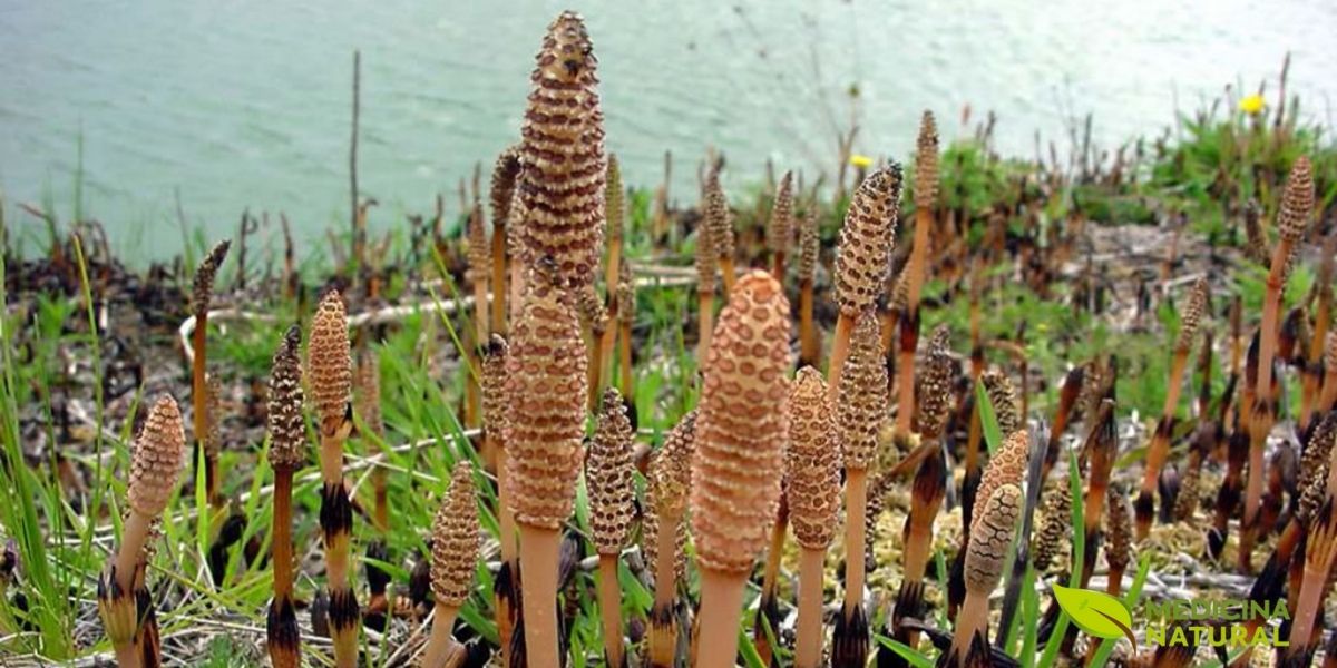 Encontrada em ambientes úmidos e sombreados, a cavalinha selvagem é um presente da natureza, oferecendo seus benefícios a quem a conhece e respeita. Campos de cavalinha demonstram a resiliência e a beleza desta planta primitiva. Seu cultivo é uma prática que conecta o homem à natureza e às suas propriedades curativas.