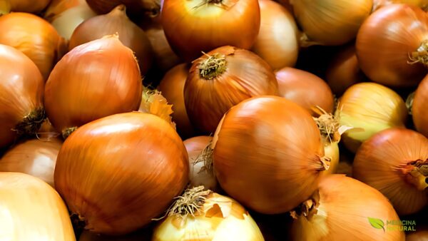 Cebola - Allium cepa