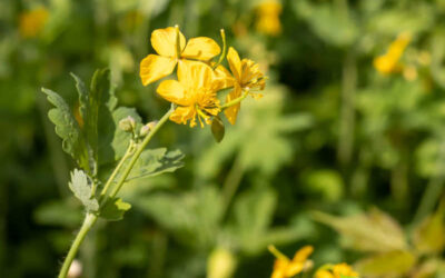 Celidônia: saiba para que serve a planta