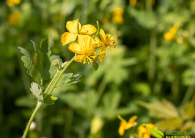 Celidônia - Chelidonium majus