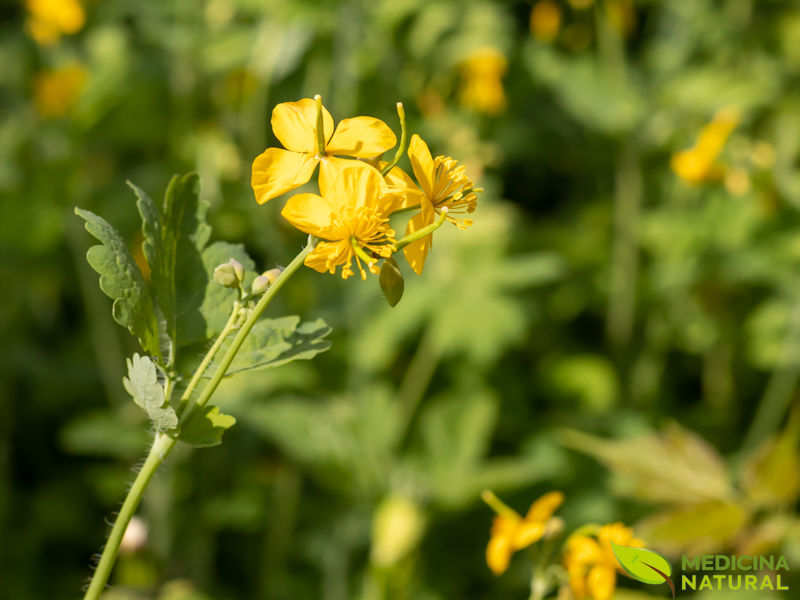 Celidônia - Chelidonium majus