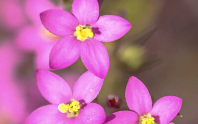 Centáurea: saiba para que serve o chá