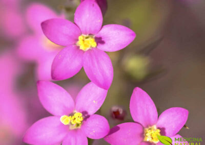 Centáurea-menor - Centaurium erythraea