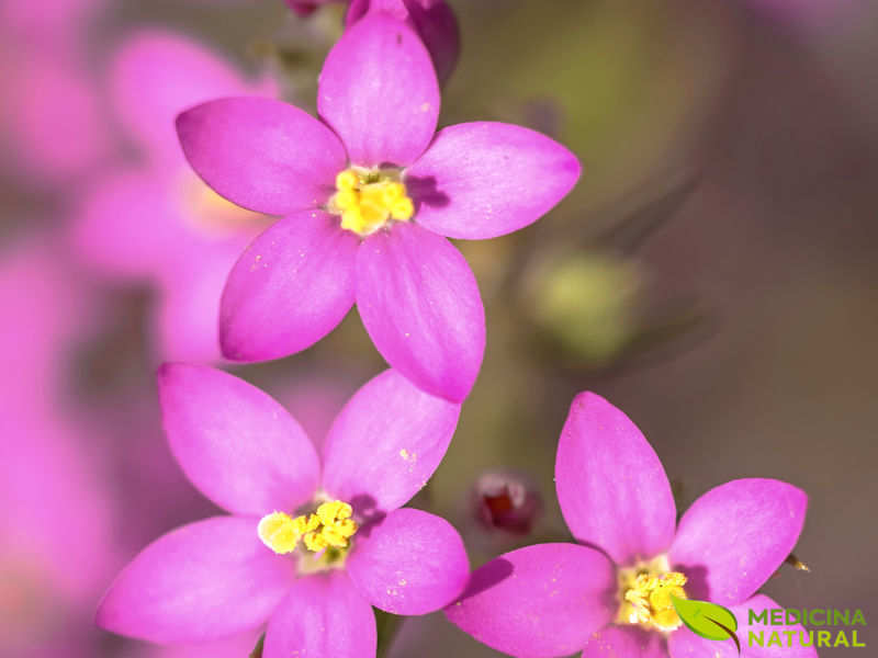 Centáurea-menor - Centaurium erythraea