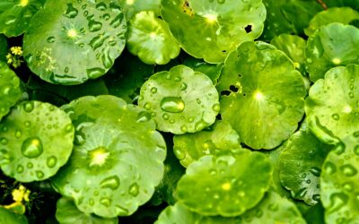Centella asiatica: saiba para que serve