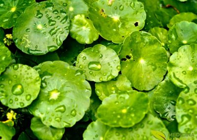 Centelha - Centella asiatica