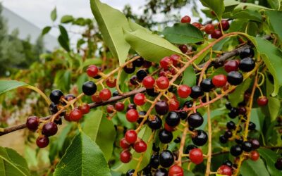 Prunus serotina – CEREJEIRA-NEGRA; CEREJEIRA-SELVAGEM