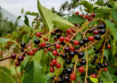 Prunus serotina - CEREJEIRA-NEGRA; CEREJEIRA-SELVAGEM