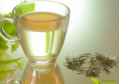 Chá Branco - Camellia sinensis