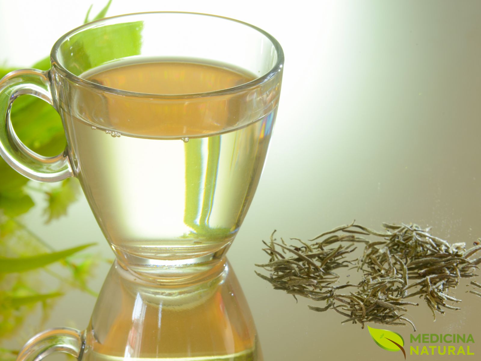 Chá Branco - Camellia sinensis
