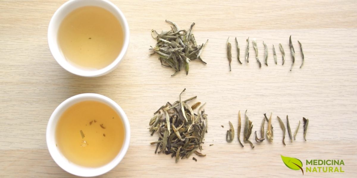 Diferentes etapas do processamento do chá branco Silver Needle, desde os brotos frescos até o produto final seco. O processamento mínimo é a chave para preservar a delicadeza e os compostos bioativos deste chá premium. Após a colheita seletiva dos brotos mais jovens, eles são cuidadosamente espalhados em camadas finas para murchar naturalmente ao ar livre ou em ambientes controlados. A secagem subsequente é feita em temperaturas muito baixas para evitar oxidação excessiva.