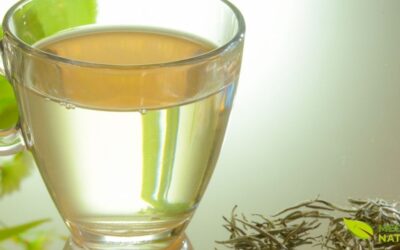 Chá Branco: Benefícios, Silver Needle e White Peony