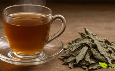 Chá de Chapéu-de-Couro: Guia Completo de Preparo e Uso