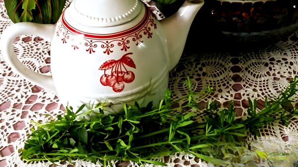 Chá de amor-de-hortelão - Galium aparine
