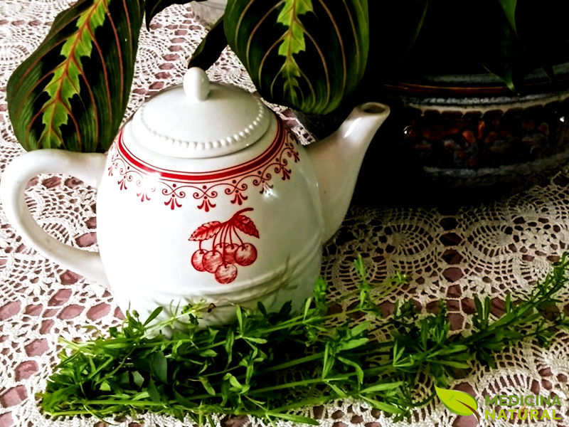 Chá de amor-de-hortelão - Galium aparine