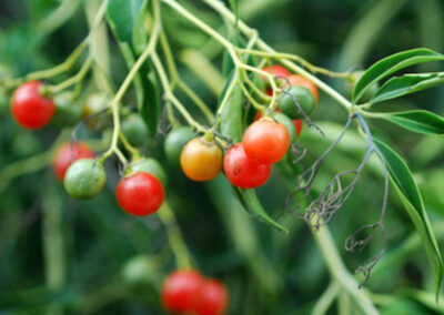 Chá-de-bugre - Cordia salicifolia (Porangaba)