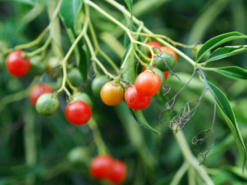 Chá-de-bugre - Cordia salicifolia (Porangaba)