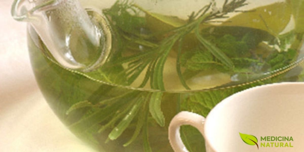 As folhas secas do chá de bugre são a forma tradicional de consumo da planta na medicina popular brasileira. Para preparar o chá, utiliza-se de 1 a 2 colheres de sopa de folhas secas para cada 250ml de água fervente, deixando em infusão por 10 a 15 minutos. As folhas devem ser armazenadas em recipiente hermético, em local seco e escuro, para preservar seus compostos ativos. A qualidade das folhas pode ser avaliada pela cor (verde-acinzentada), aroma característico e ausência de mofo ou umidade.