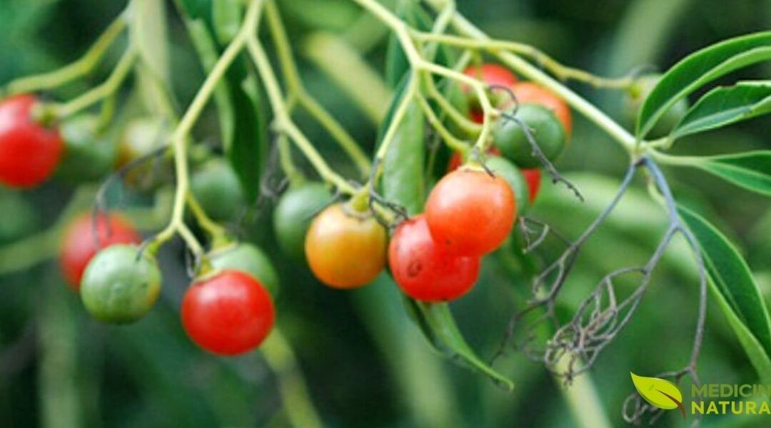 Chá de Bugre: Benefícios, Emagrecimento e Uso Seguro