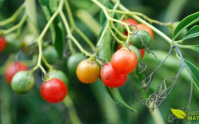 Chá de Bugre: Benefícios, Emagrecimento e Uso Seguro