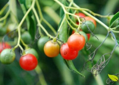 Os frutos vermelhos do chá de bugre são pequenas bagas que se assemelham a grãos de café, o que rendeu à planta o apelido de "café-do-mato". Esses frutos são ricos em cafeína, com teor comparável ao do chá verde e guaraná. Tradicionalmente, são colhidos, torrados e utilizados para preparar uma bebida estimulante. A presença de cafeína explica os efeitos termogênicos e estimulantes da planta, mas também exige cautela no consumo por pessoas sensíveis a esse composto.