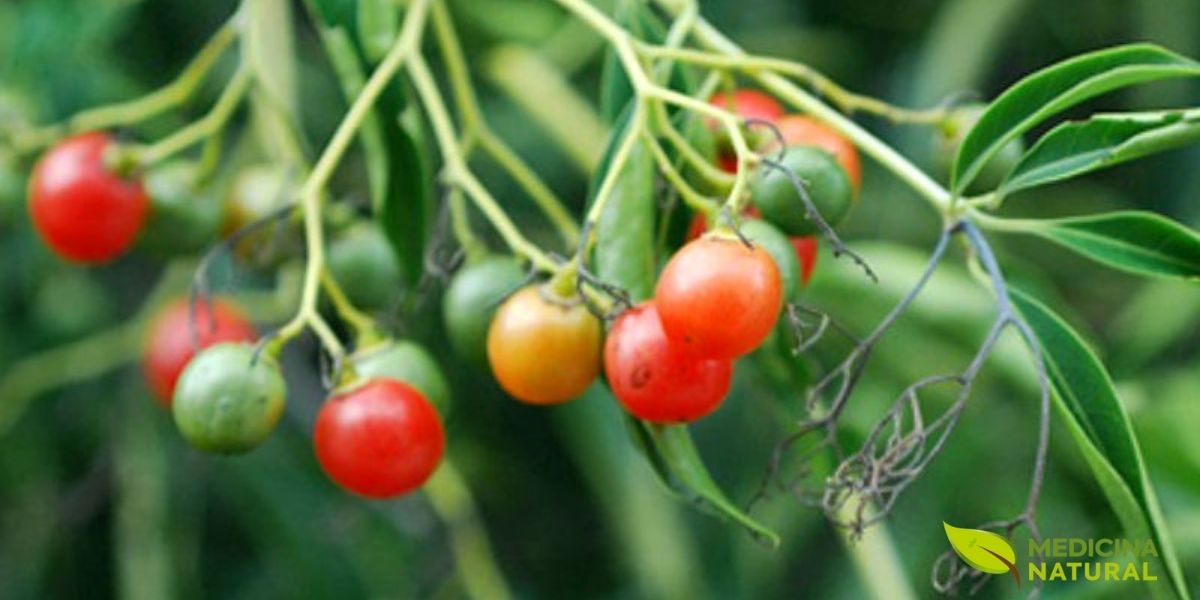 Os frutos vermelhos do chá de bugre são pequenas bagas que se assemelham a grãos de café, o que rendeu à planta o apelido de "café-do-mato". Esses frutos são ricos em cafeína, com teor comparável ao do chá verde e guaraná. Tradicionalmente, são colhidos, torrados e utilizados para preparar uma bebida estimulante. A presença de cafeína explica os efeitos termogênicos e estimulantes da planta, mas também exige cautela no consumo por pessoas sensíveis a esse composto.