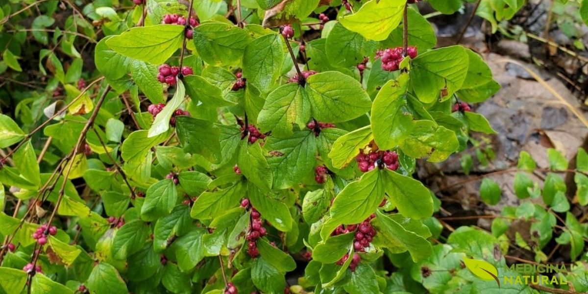 A Cordia salicifolia, conhecida popularmente como chá de bugre ou porangaba, é uma pequena árvore nativa do Brasil que produz frutos vermelhos semelhantes a grãos de café. Esses frutos contêm cafeína e são tradicionalmente torrados e moídos como substituto do café. A planta é encontrada principalmente nos estados de Minas Gerais, Bahia, Acre e Goiás, adaptando-se bem a climas quentes e úmidos de florestas tropicais.