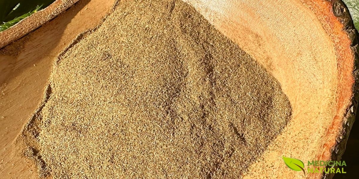 O pó de chá de bugre é obtido a partir da moagem das folhas ou frutos secos da Cordia salicifolia. Esta forma de apresentação é prática para o preparo de chás ou para encapsulamento em suplementos fitoterápicos. O pó concentra os compostos ativos da planta, incluindo cafeína, alantoína, taninos e flavonoides. É importante adquirir o pó de fornecedores confiáveis e armazená-lo em local seco e escuro para preservar suas propriedades medicinais. Fonte: Back To Your Roots Herbs.