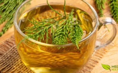 Chá de Cavalinha: O Segredo para Ossos e Cabelos Fortes