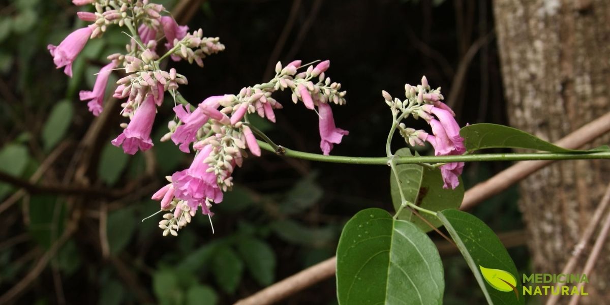 Embora as folhas sejam a parte mais utilizada, as flores do crajiru também possuem compostos bioativos. Na medicina tradicional de algumas comunidades amazônicas, a infusão das flores é utilizada para problemas respiratórios leves.