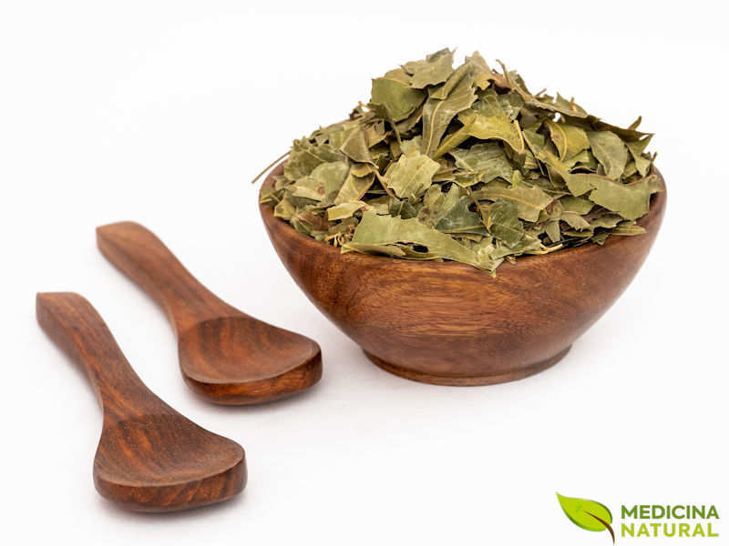 Chá de Moringa oleifera