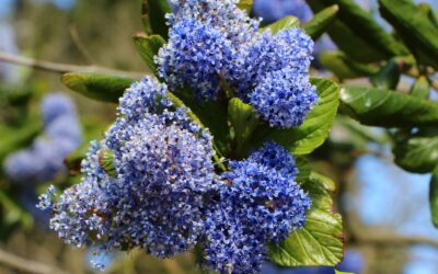 Ceanothus americanos (CHÁ-DE-NOVA-JERSEY)