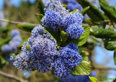 Chá-de-Nova-Jersey - Ceanothus americanus