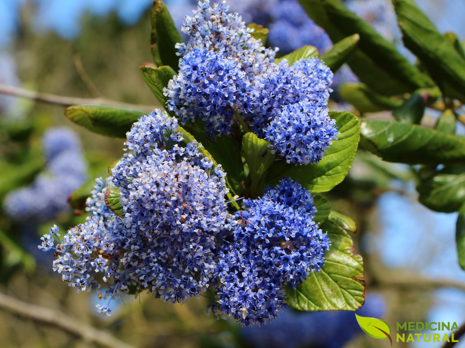Chá-de-Nova-Jersey - Ceanothus americanus