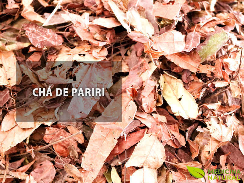 Chá de pariri (Arrabidaea chica) - Folhas de crajiru (pariri)