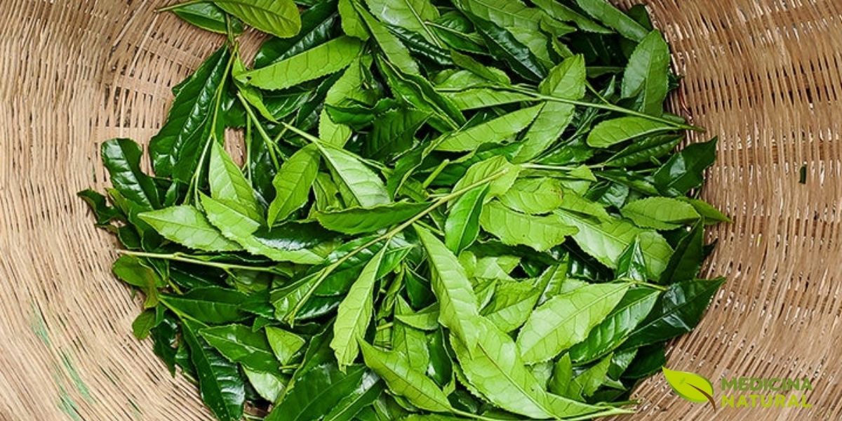 As folhas frescas de chá verde recém-colhidas, apresentadas em uma cesta tradicional de bambu, representam o início da jornada desta bebida milenar da planta até a xícara. A Camellia sinensis, planta originária do Leste Asiático, produz folhas ricas em compostos bioativos que, quando processadas minimamente, preservam uma concentração excepcional de polifenóis antioxidantes. O momento da colheita é crucial: folhas jovens e brotos contêm maior concentração de catequinas e L-teanina, aminoácido responsável pelo efeito relaxante e pela sinergia com a cafeína.