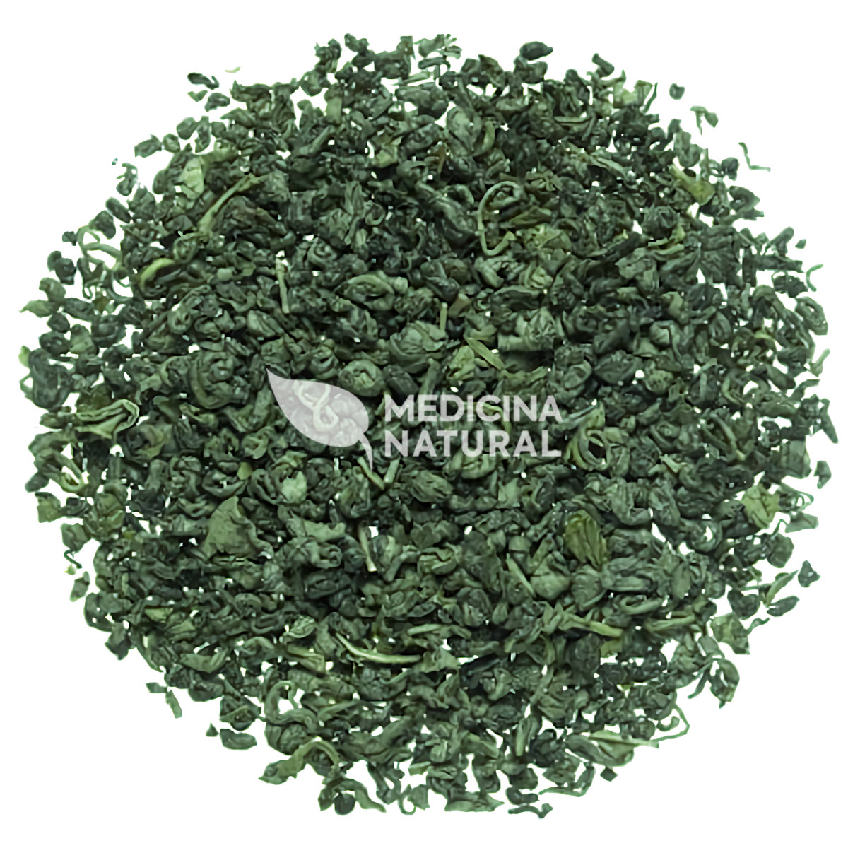 Chá Verde - Camellia sinensis