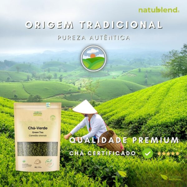Chá Verde - Camellia sinensis