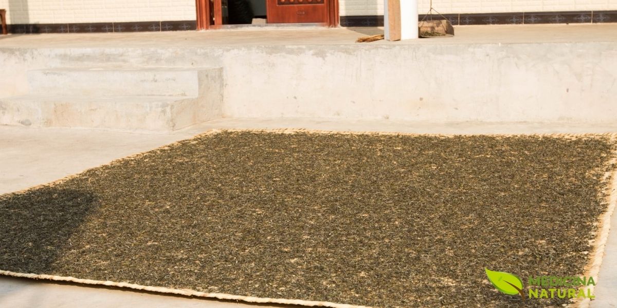 O processo de secagem é uma etapa crucial na produção de chá verde de alta qualidade. Após o aquecimento inicial que interrompe a oxidação (vaporização ou torrefação), as folhas passam por múltiplas etapas de secagem para reduzir o teor de umidade de aproximadamente 80% para 3-5%. Este processo deve ser cuidadosamente controlado para preservar os compostos bioativos, especialmente as catequinas sensíveis ao calor. A secagem pode ser feita ao sol, em fornos especiais ou em tambores rotativos, dependendo da tradição regional.