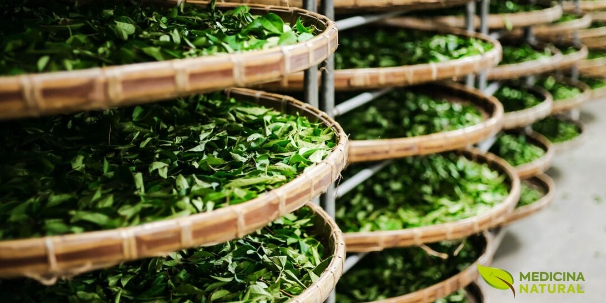 As folhas frescas de chá verde recém-colhidas, apresentadas em uma cesta tradicional de bambu, representam o início da jornada desta bebida milenar da planta até a xícara. A Camellia sinensis, planta originária do Leste Asiático, produz folhas ricas em compostos bioativos que, quando processadas minimamente, preservam uma concentração excepcional de polifenóis antioxidantes. O momento da colheita é crucial: folhas jovens e brotos contêm maior concentração de catequinas e L-teanina, aminoácido responsável pelo efeito relaxante e pela sinergia com a cafeína.