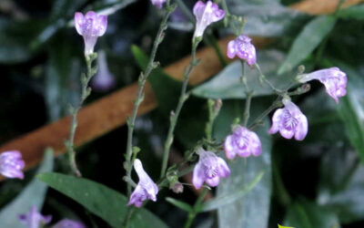 Chambá: saiba para que serve a planta