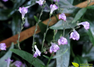 Chambá - Justicia pectoralis