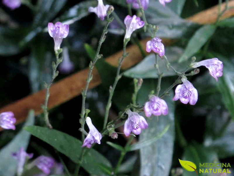 Chambá - Justicia pectoralis