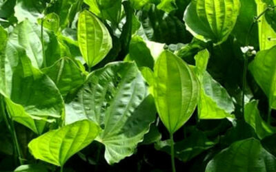 Chapéu-de-couro: para que serve a planta