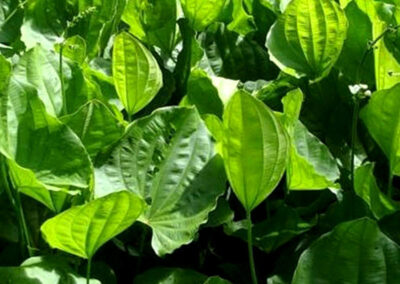 Chapéu-de-couro (planta) - Echinodorus grandiflorus